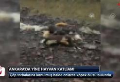 Ankara'da yine hayvan katliamı