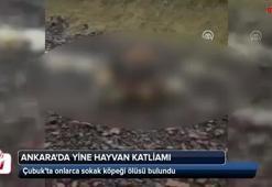 Ankara'da yine hayvan katliamı
