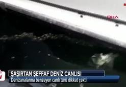 Datça'da şaşırtan şeffaf deniz canlısı