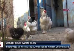 Süs tavuğu ve horozu merakı gelir kapısı oldu