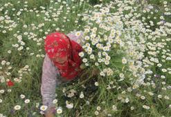 Kadınlar ekmeğini "kır"dan çıkarıyor