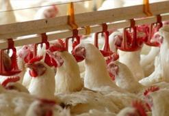 Türkiye, Çin'e 80 milyon dolarlık tavuk ayağı ihracatı yapıyor