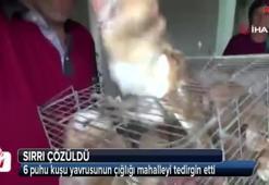 Mahalleyi tedirgin eden esrarengiz sesin sırrı çözüldü