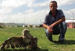 Kars'ta yol kenarında yaralı kızıl şahin bulundu