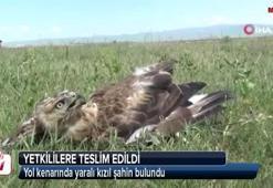 Kars'ta yol kenarında yaralı kızıl şahin bulundu