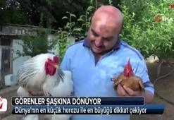 Dünya'nın en küçük horozu ile en büyüğü dikkat çekiyor