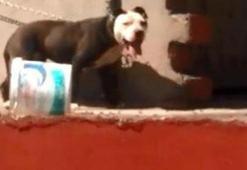 Evin çatısına zincirle bağlamışlardı... Şoke eden gerçek ortaya çıktı!