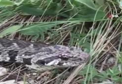 Kızıl şahin ve tilkinin yılan avı kamerada