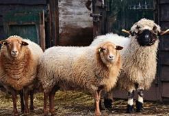 Vekalet yoluyla kurban kesim bedeli ne kadar? 2019 kurban bedeli