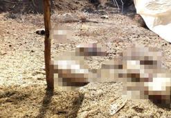 Kurtlar, koyunlara saldırdı... İnsanlar akşamları sokağa çıkamaz oldu!