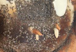 İnsan eli değmeden üretilen lezzet: Karakovan balı