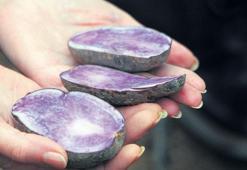 Mor patates kazandıracak