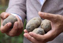 Kanser düşmanı: Mor patates
