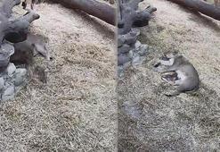 Nesli tükenmekte olan Asya Aslanı, 3 yavru doğurdu