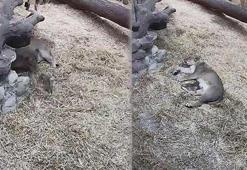 Nesli tükenmekte olan Asya Aslanı, 3 yavru doğurdu