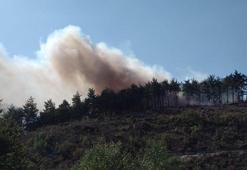 Bursa'da orman yangını!