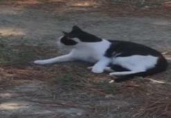Kedi ile farenin oyunu kamerada
