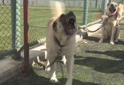 Kangal köpekleri güzellikleriyle kıyasıya yarıştı