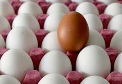 Yumurta ihracatçılarından ABD hamlesi