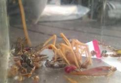 Her gün böcek yakalayıp besliyor, bulamazsa et veriyor