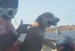 Motosiklet süren köpek kamerada