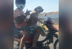 Akılalmaz görüntü: Motosiklet süren köpek kamerada!