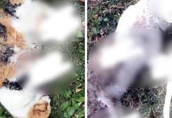 Bir şehir bunu konuşuyor! 'Ölümler insan kaynaklı'