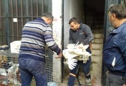 Çıkan yangında güvercin ve tavuklar için seferber oldular!