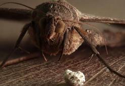 Veba hastalığı nedir? Pnömonik veba ne demek?