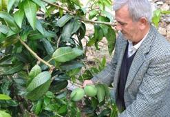 Diktiği 12 mango ağacından 45 bin lira kazandı