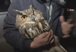 Yaralı olarak bulunan Puhu kuşu tedavi altına alındı