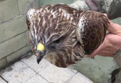 Askerler buldu! Koruma altına alındı