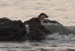 Marmara Denizi'nde su samuru heyecanı