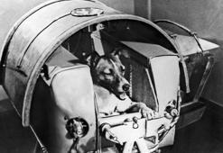 Uzaya ilk gönderilen canlılar