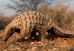 Pangolin nedir, nerede yaşar? Pangolin hayvanı hakkında merak edilenler