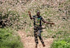 Çekirge istilası video izle | Çekirge istilası nerede oldu, Türkiye'ye gelecek mi?