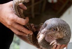 Corona virüs bulaştırdıkları gerekçesiyle pangolin ve yarasan tüketimi yasaklandı!