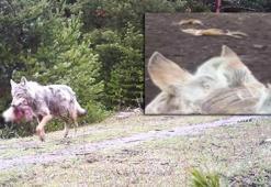 Köye inen kurtlar büyükbaş hayvanları telef etti