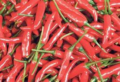 Yararlı ama sihirli değil