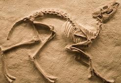 Nesli tükenmeye başlayan hayvanlar sizi çağırıyor