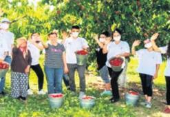 Kemalpaşa’da hasada devam