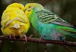 Kuş İsimleri 2025: En Güzel, Değişik, Popüler Erkek ve Dişi Muhabbet Kuşu İsimleri
