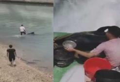 Sahile vuran 150 kiloluk balina özgürlüğüne kavuştu