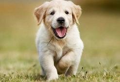 2026 Köpek İsimleri - Dişi Ve Erkek Köpekler İçin En Güzel Köpek İsimleri