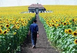 Evde Kal sürecinde izleyebileceğiniz 10 yol filmi