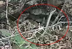 Ölümcül yılanlar bu kez kendini Doğu Karadeniz'de gösterdi!