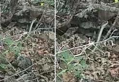Karadeniz'i sardılar... 3 metre boyundaki yılan korku ve paniğe neden oldu!