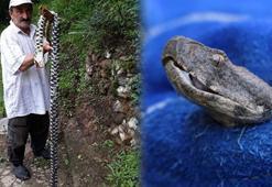 Son dakika: O iller için yılan uyarısı yapıldı! 'Kalın kıyafet ve bot giyin...'