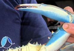 Sinoplu balıkçıların ağına takıldı! Gören şaşkına döndü