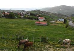 Doğasıyla cezbeden Çambaşı Yaylası misafirlerini ağırlamaya  başladı